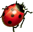 Ladybugs